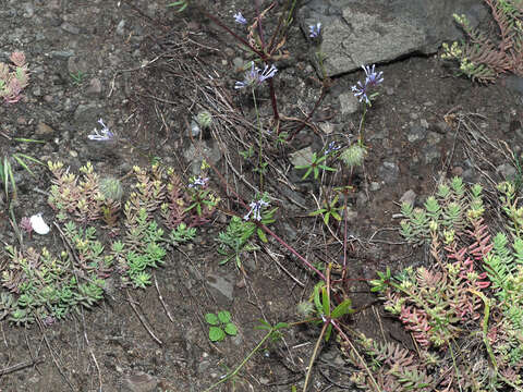 Image of Oriental asperula