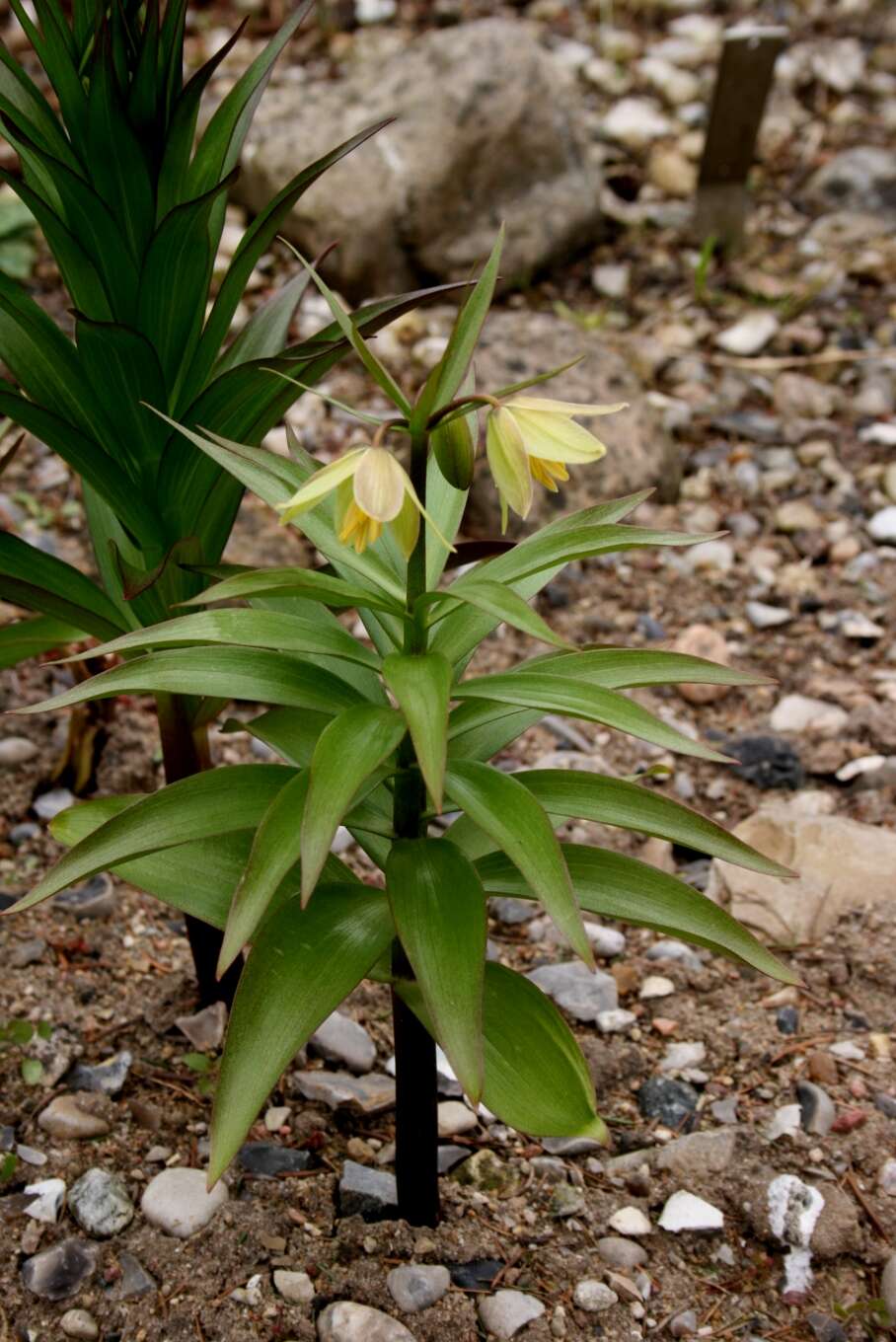 Image of Fritillaria raddeana Regel