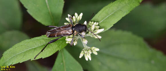 Image of Xylotrechus cuneipennis (Kraatz 1879)