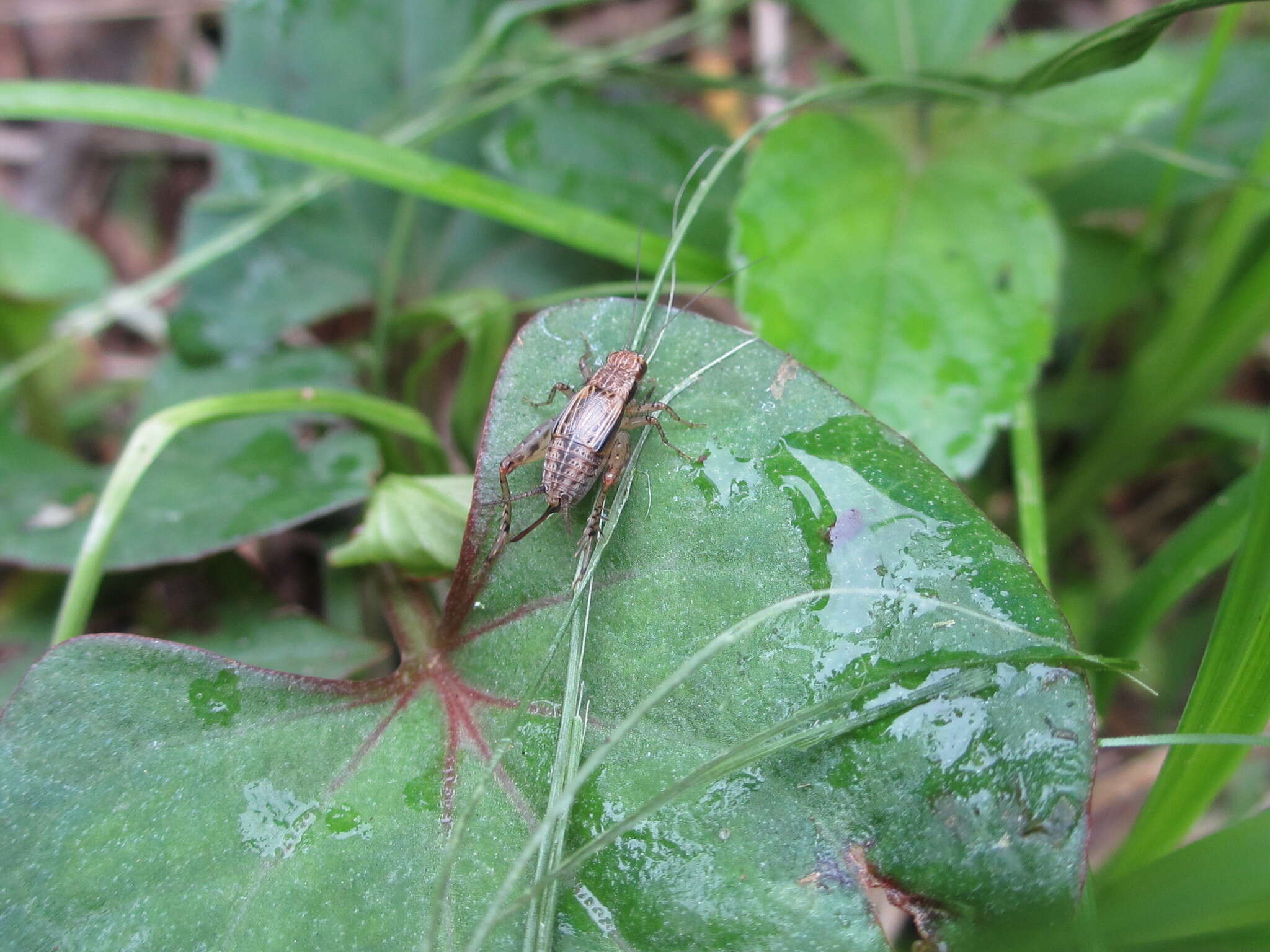 Image of <i>Dianemobius mikado</i>