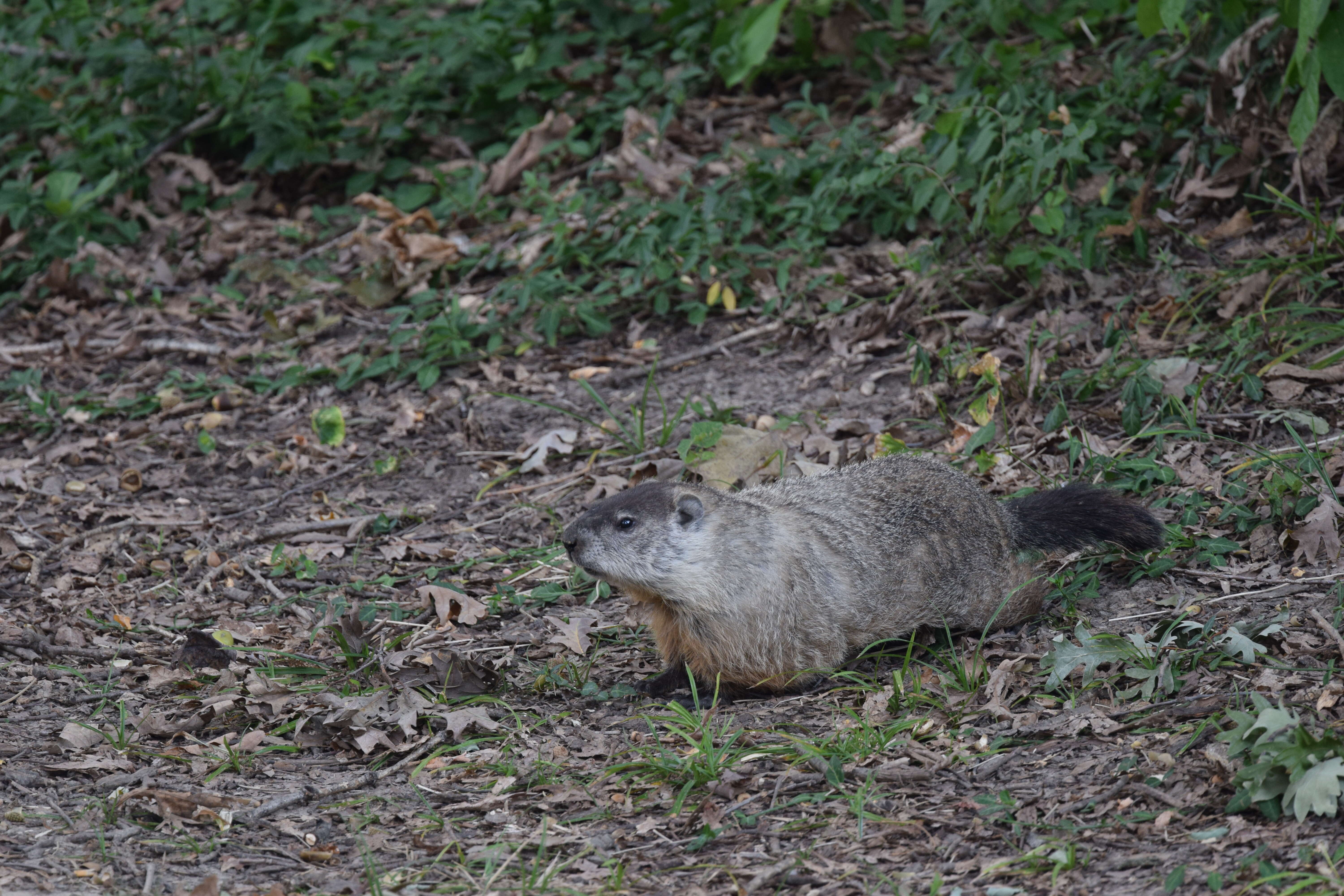 Image of Marmota subgen. Marmota Blumenbach 1779