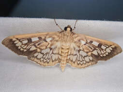 Image of Zigzag Herpetogramma