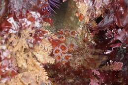 Image of Strawberry anemones