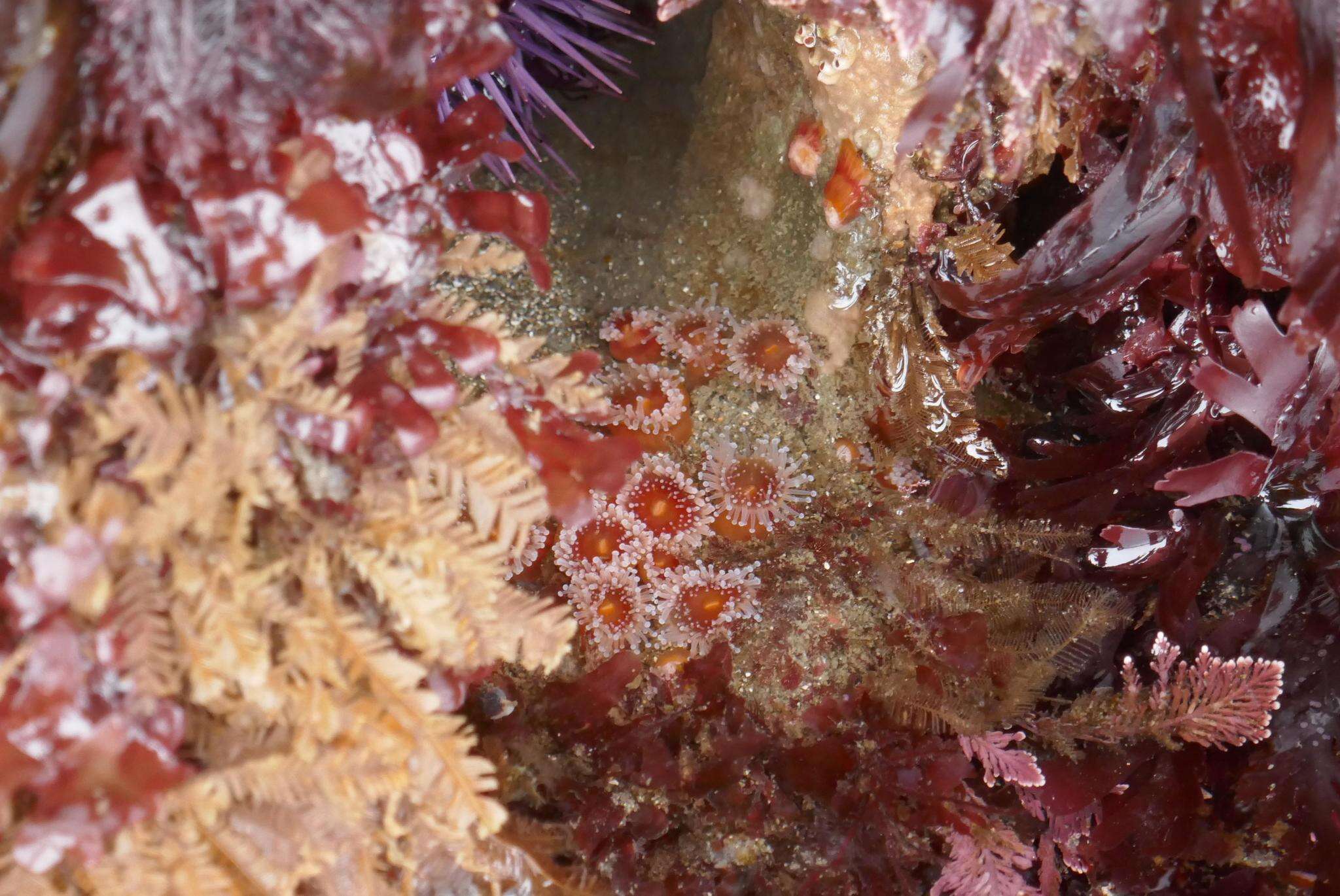 Image of Strawberry anemones