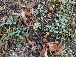 صورة Antennaria howellii subsp. neodioica (Greene) R. J. Bayer