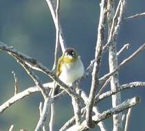 Image of Black-crowned White-eye