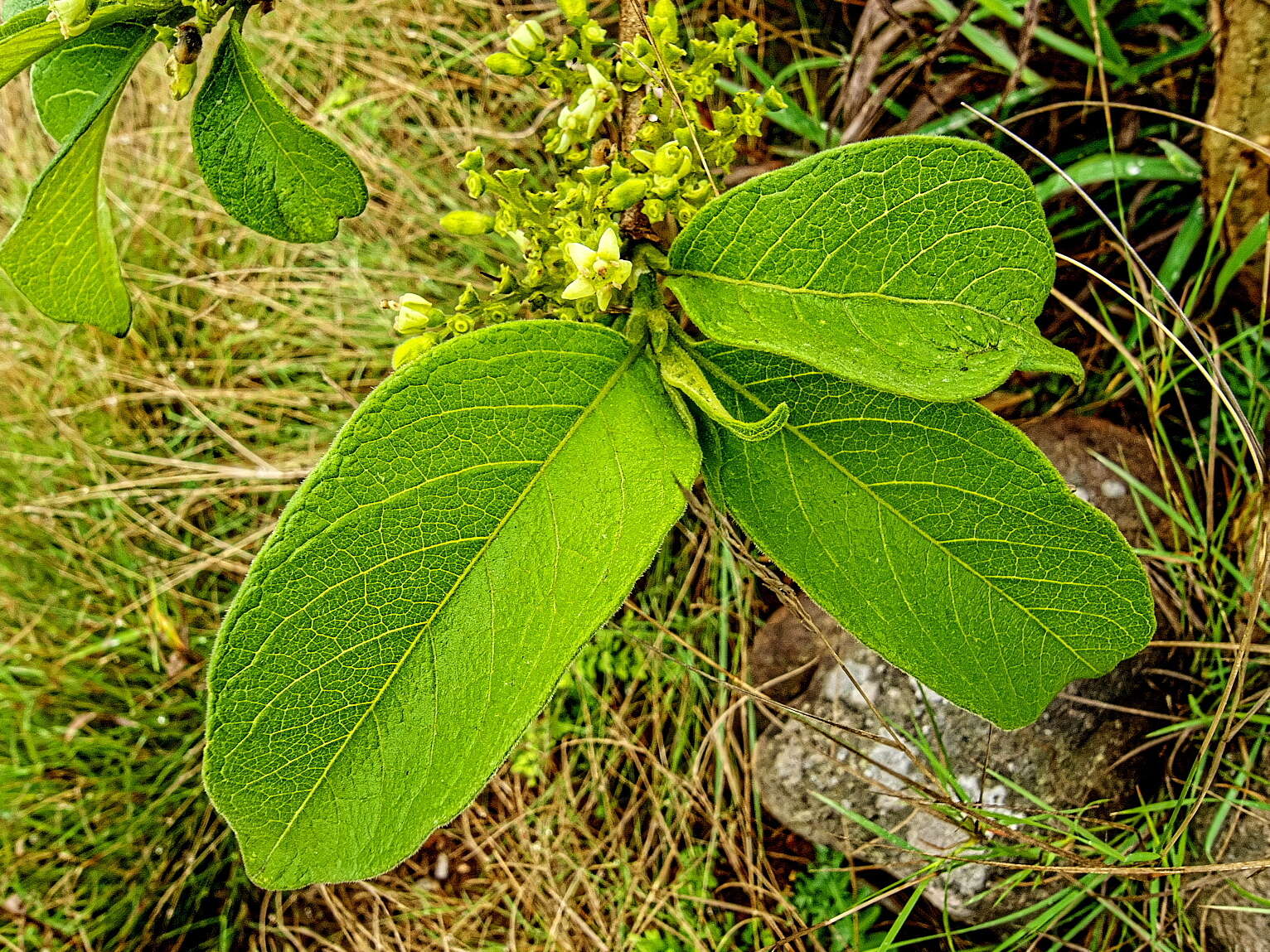 Vangueria macrocalyx Sond. resmi