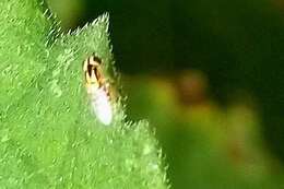 Image of Chloropid fly