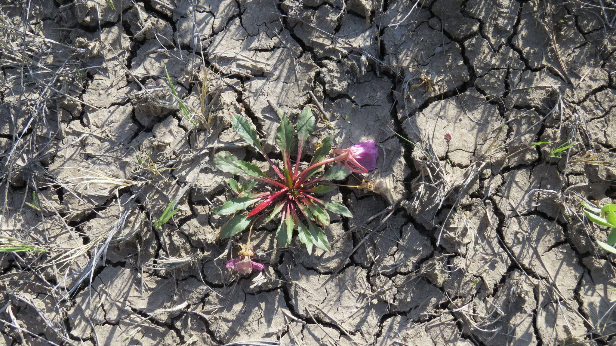 Image de Oenothera cespitosa subsp. marginata (Nutt. ex Hook. & Arn.) Munz