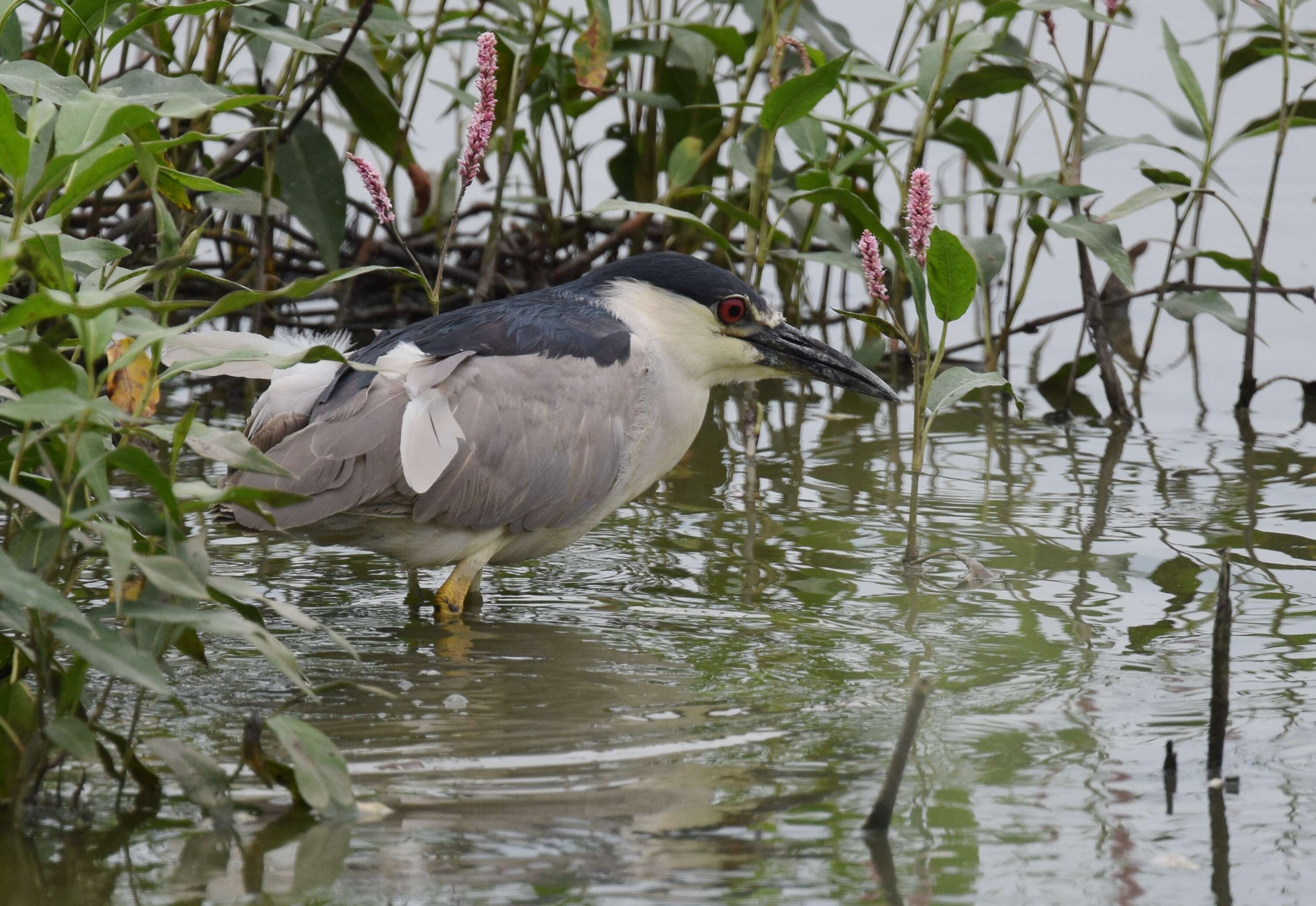 Image of Night Herons