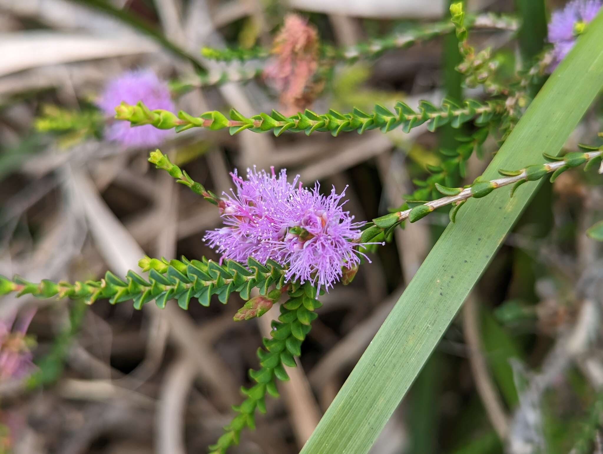 Image of Melaleuca gibbosa Labill.