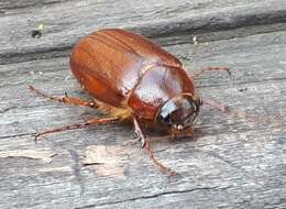 Image of Phyllophaga (Phyllophaga) futilis (Le Conte 1850)