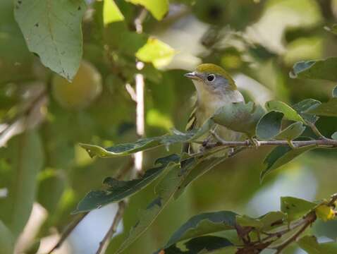 Image of Chestnut-sided Warbler