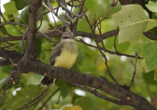 Image of Western Kingbird