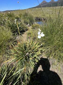 Imagem de Diplarrena latifolia Benth.