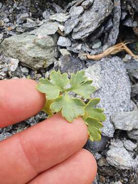 Imagem de Ranunculus buchananii Hook. fil.