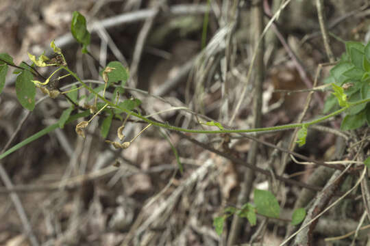 Sivun Draba sachalinensis (F. Schmidt) F. Schmidt kuva