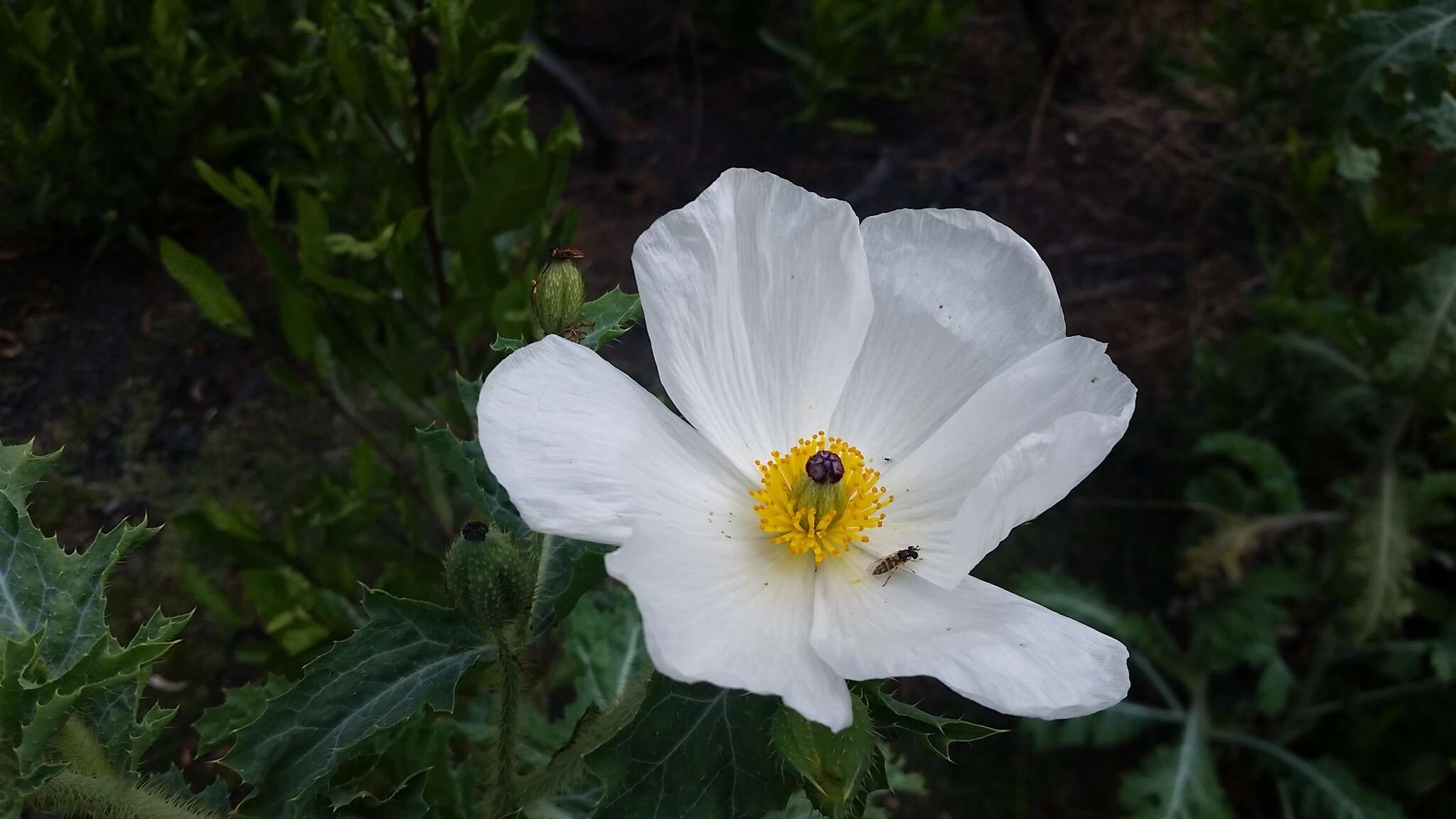 Image of Hawaiian prickly poppy