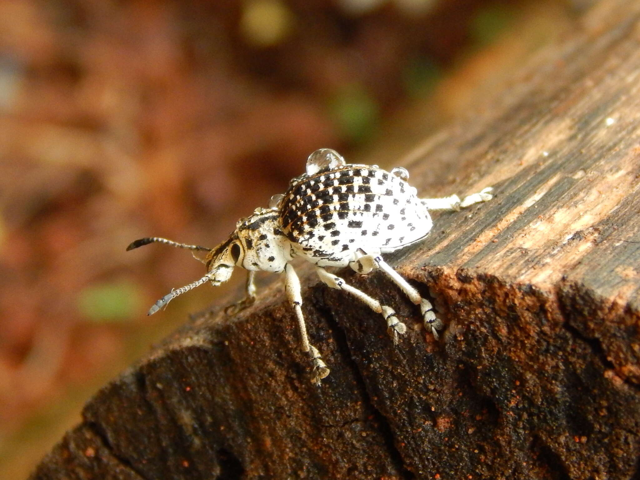 Image of Cydianerus latruncularius (Perty 1832)