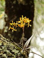 Image de Encyclia candollei (Lindl.) Schltr.