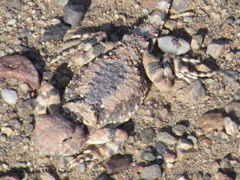 Image of Gray Toadhead Agama