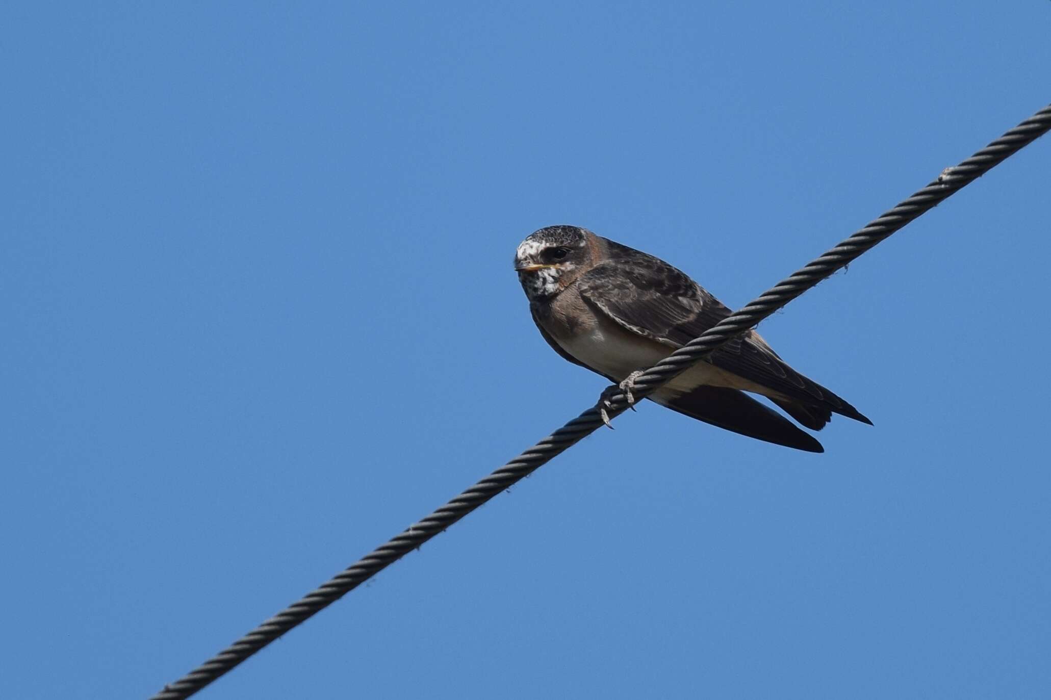 Image of American Cliff Swallow