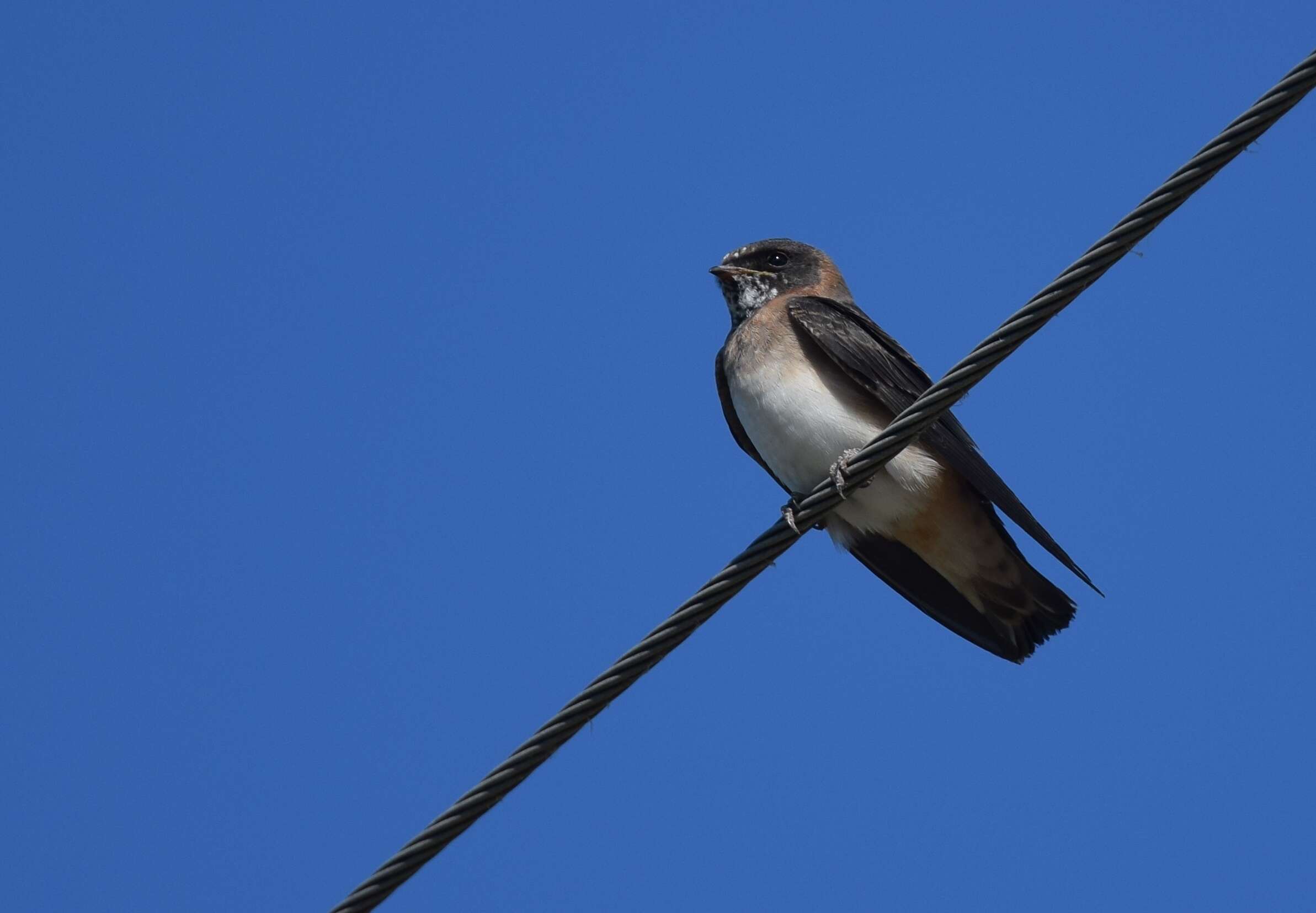 Image of American Cliff Swallow