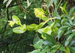 Image of Epidendrum hunterianum Schltr.