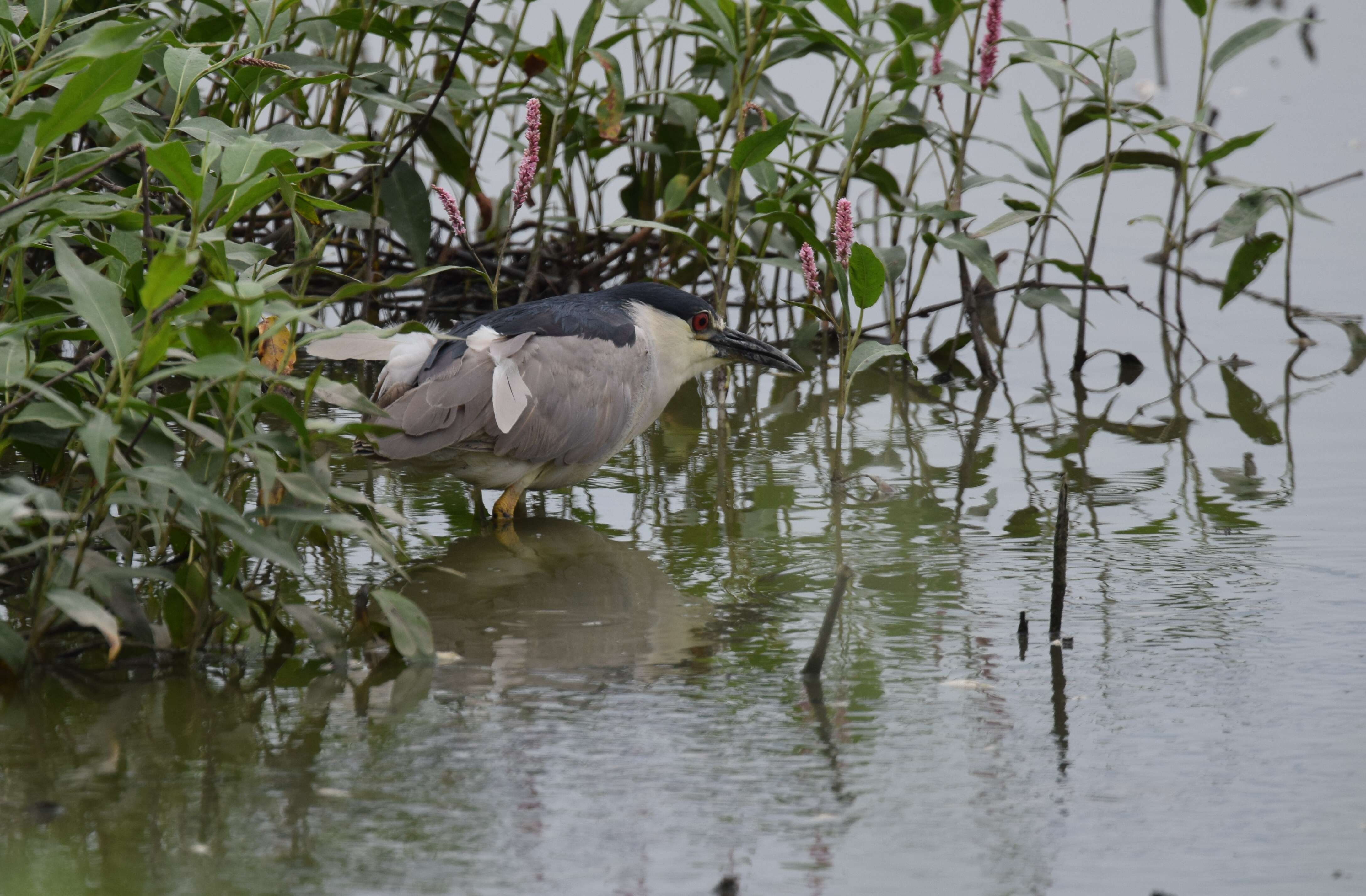 Image of Night Herons