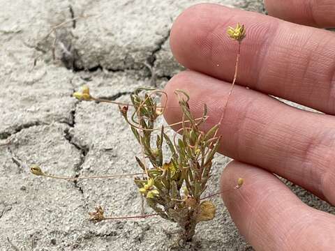 Image of salty buckwheat