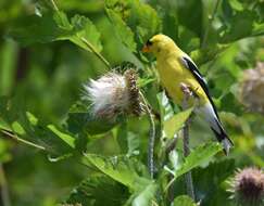 Image of American Goldfinch