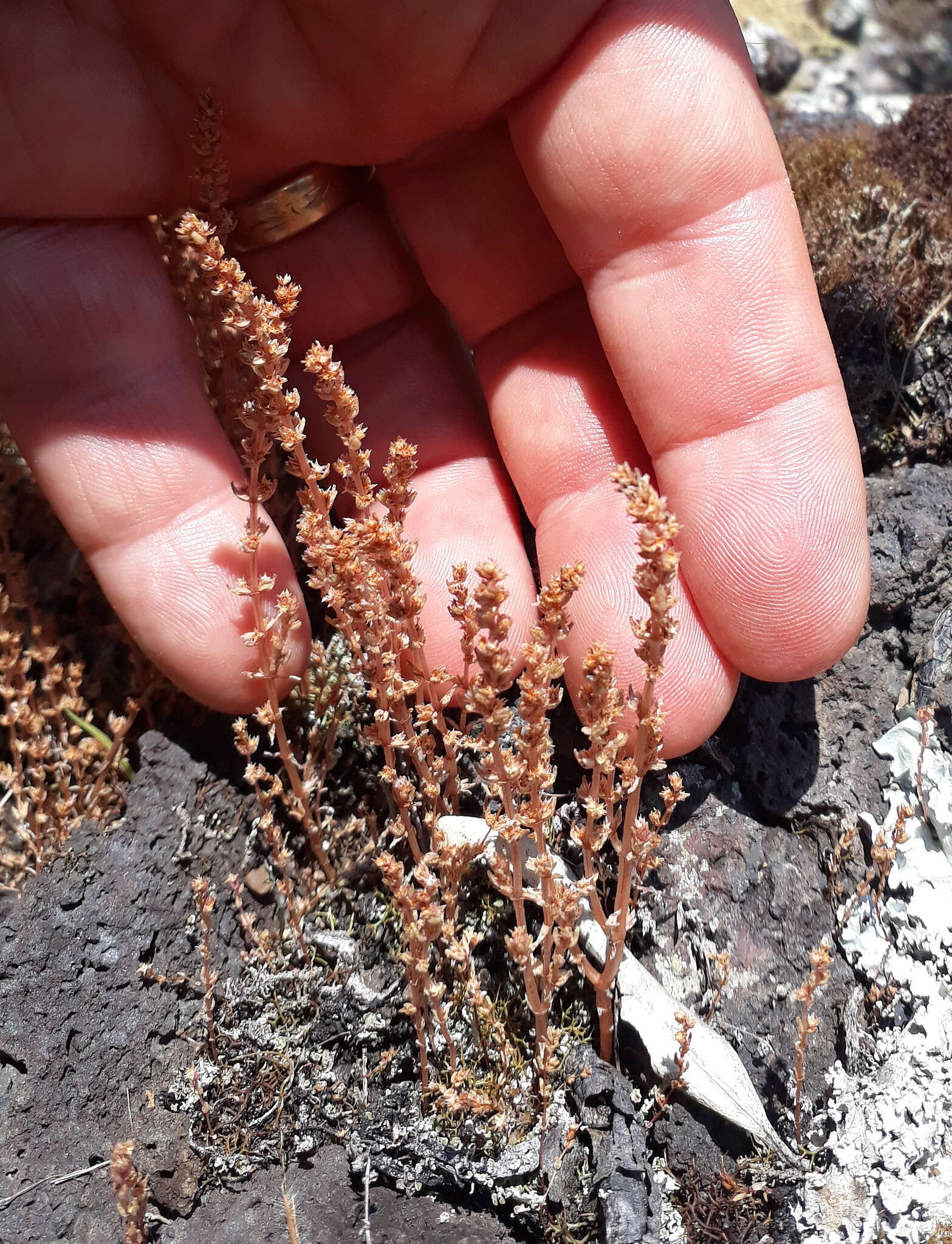 Image of Crassula colligata subsp. colligata