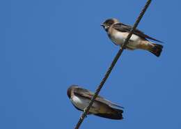 Image of American Cliff Swallow