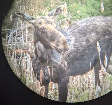 Plancia ëd Alces americanus americanus (Clinton 1822)