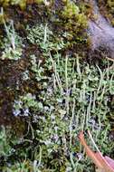 Image of Asahina's cup lichen