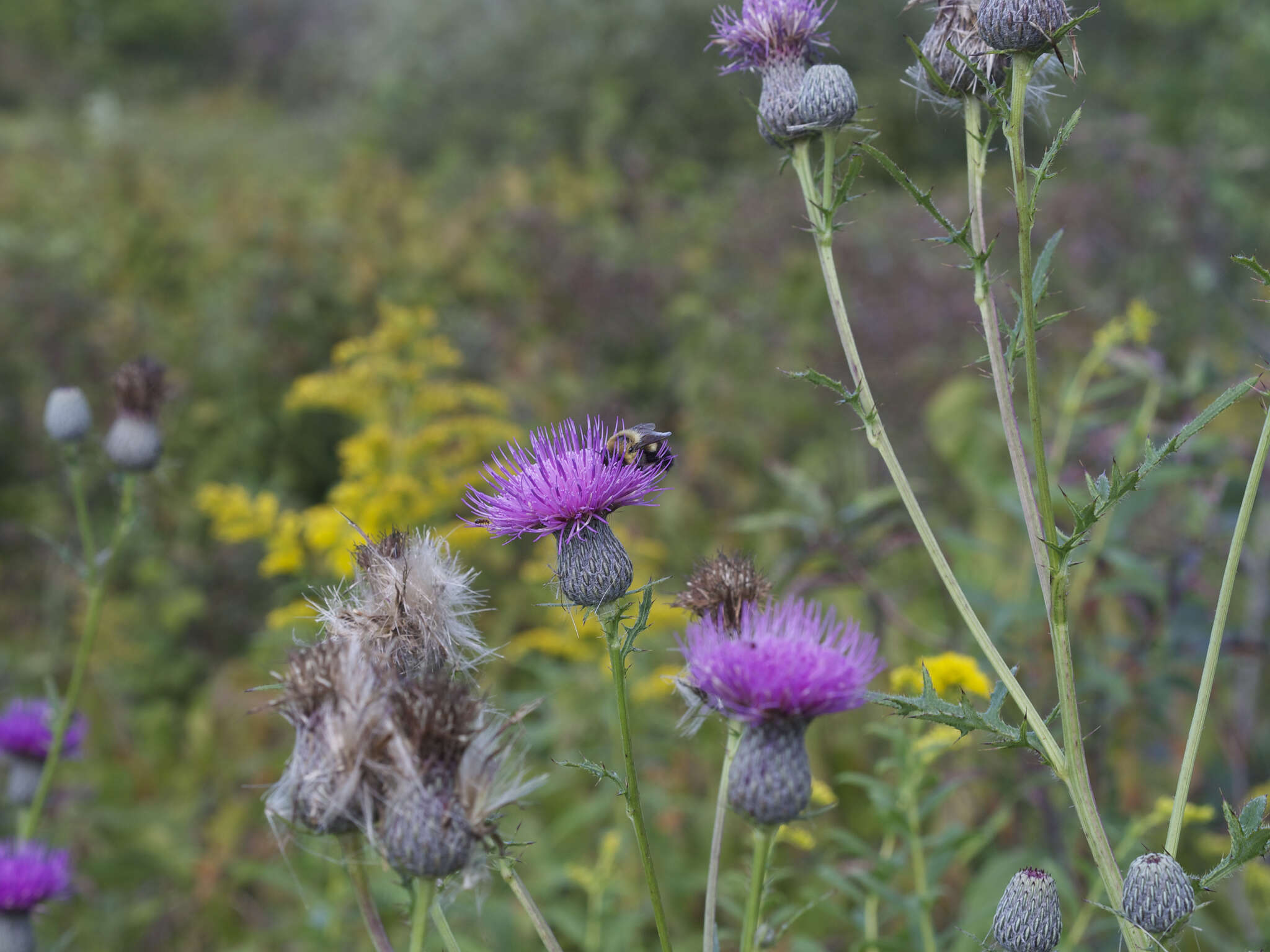 Image of swamp thistle