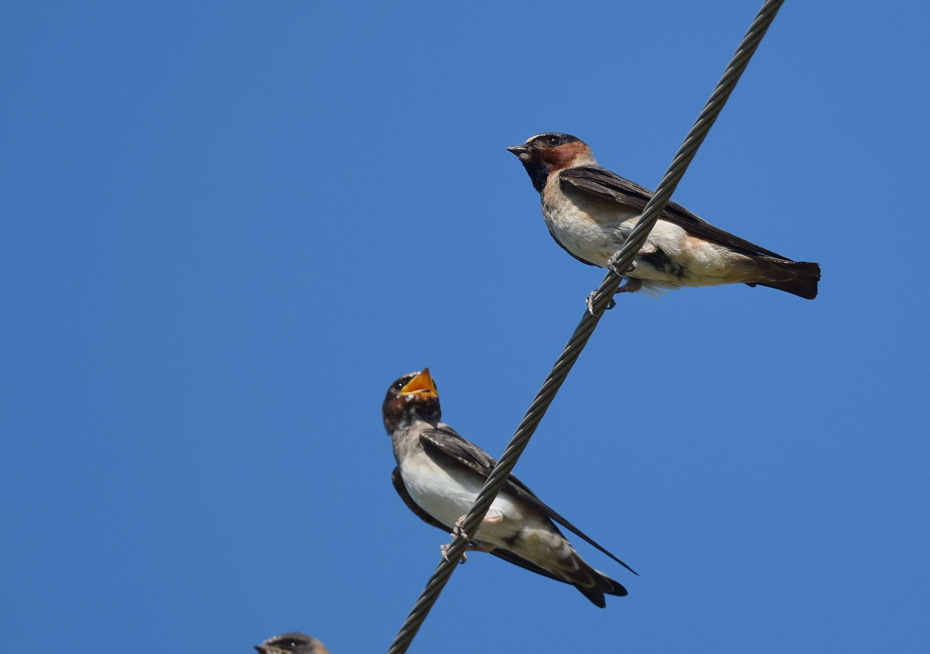 Image of American Cliff Swallow