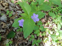 Image of limestone wild petunia