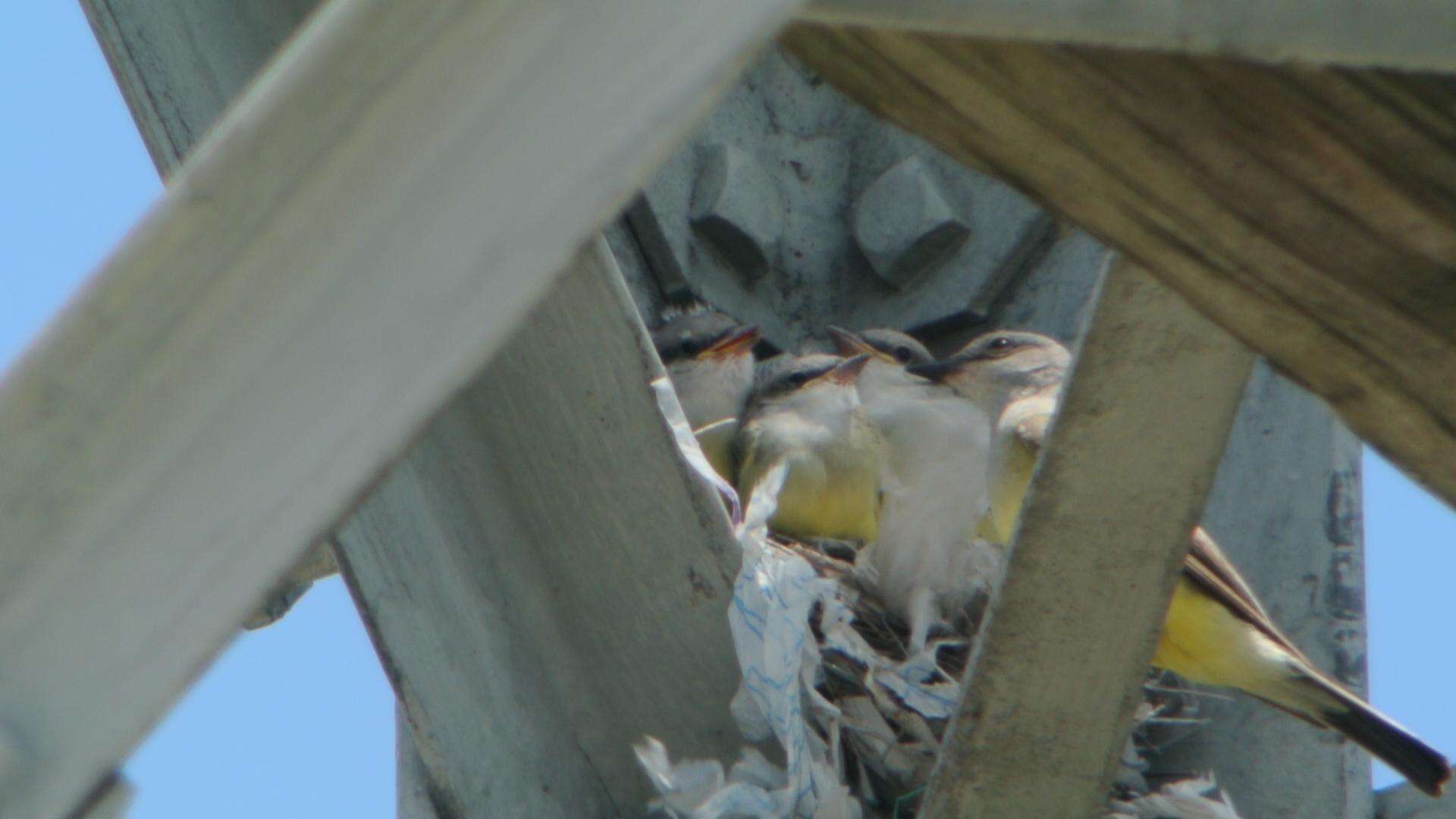 Image of Western Kingbird