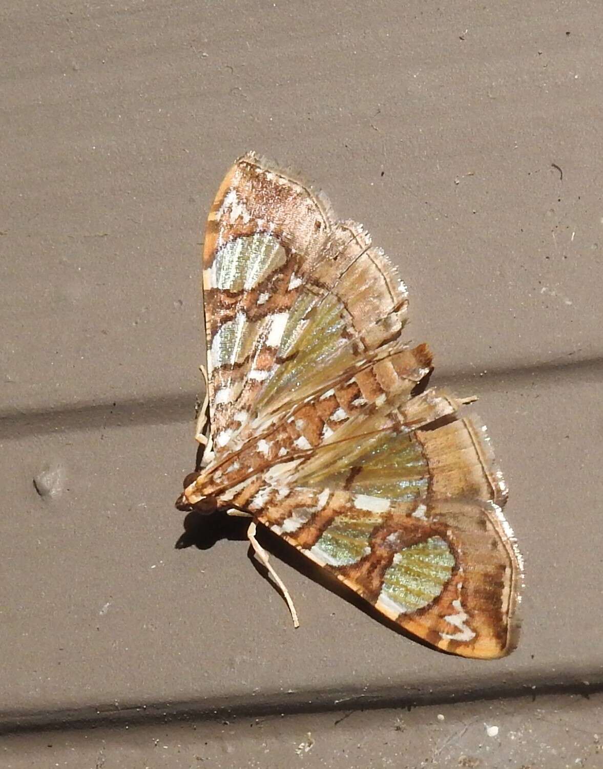 Image of Mulberry Leaftier Moth