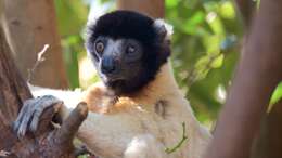 Image of Crowned Sifaka