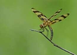 Celithemis eponina (Drury 1773) resmi