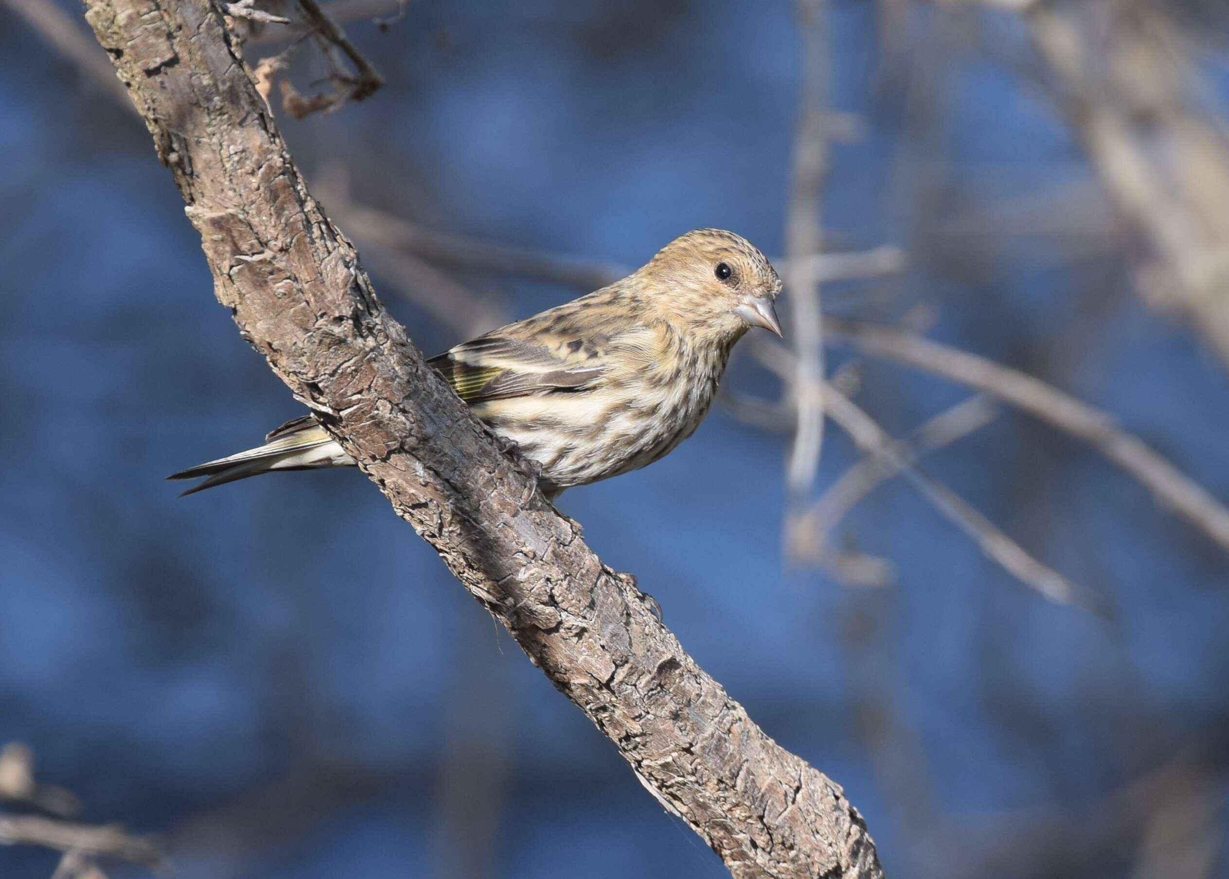 Image of Pine Siskin