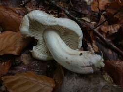 Image de Tricholoma filamentosum (Alessio) Alessio 1988