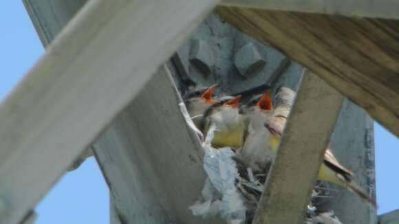 Image of Western Kingbird