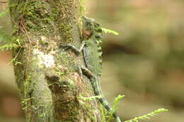 Image of Giant Forest Dragon