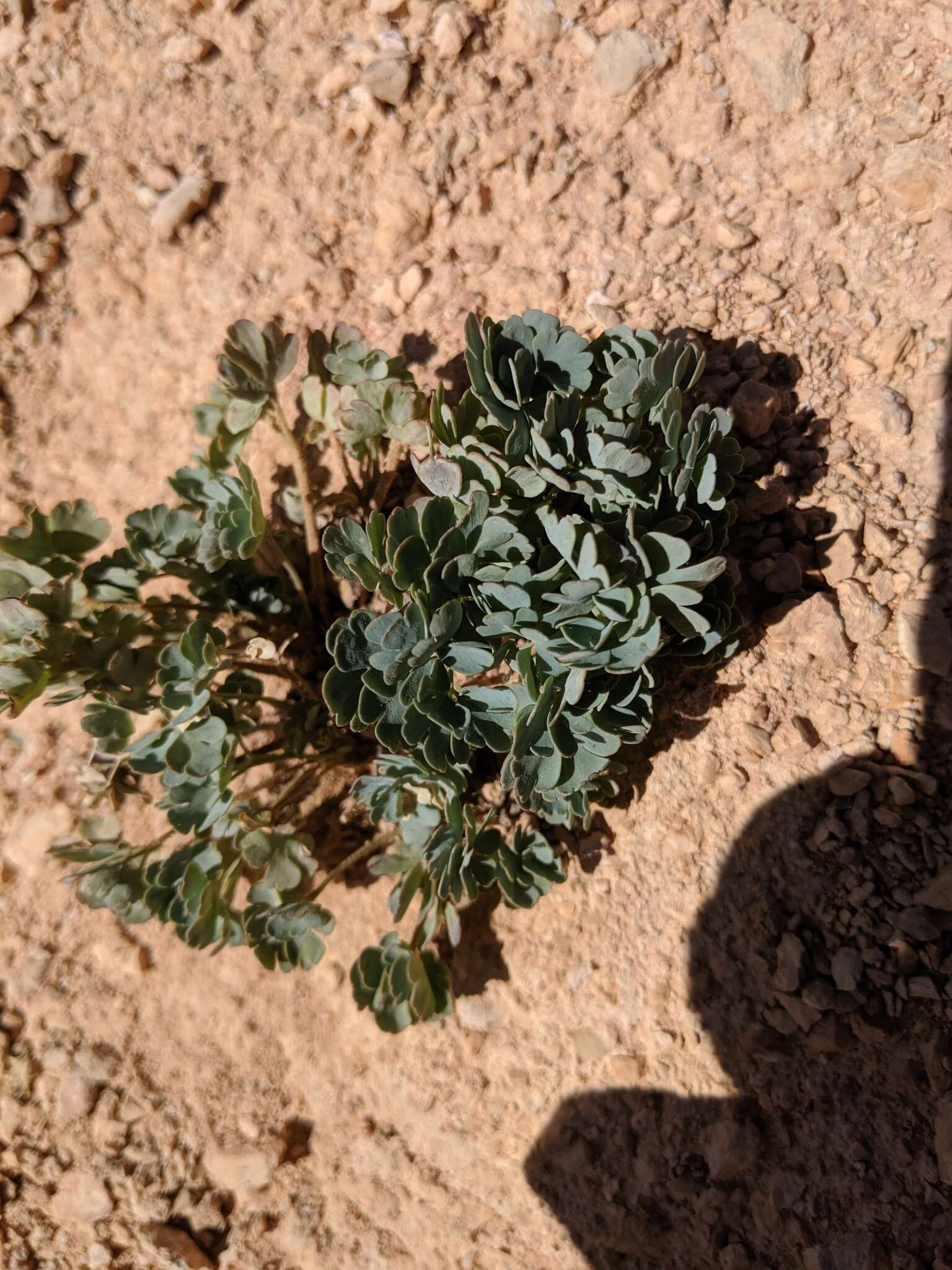 Image of Utah columbine