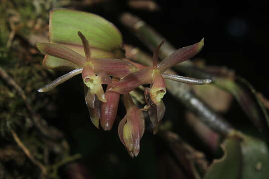 Image of Epidendrum jajense Rchb. fil.