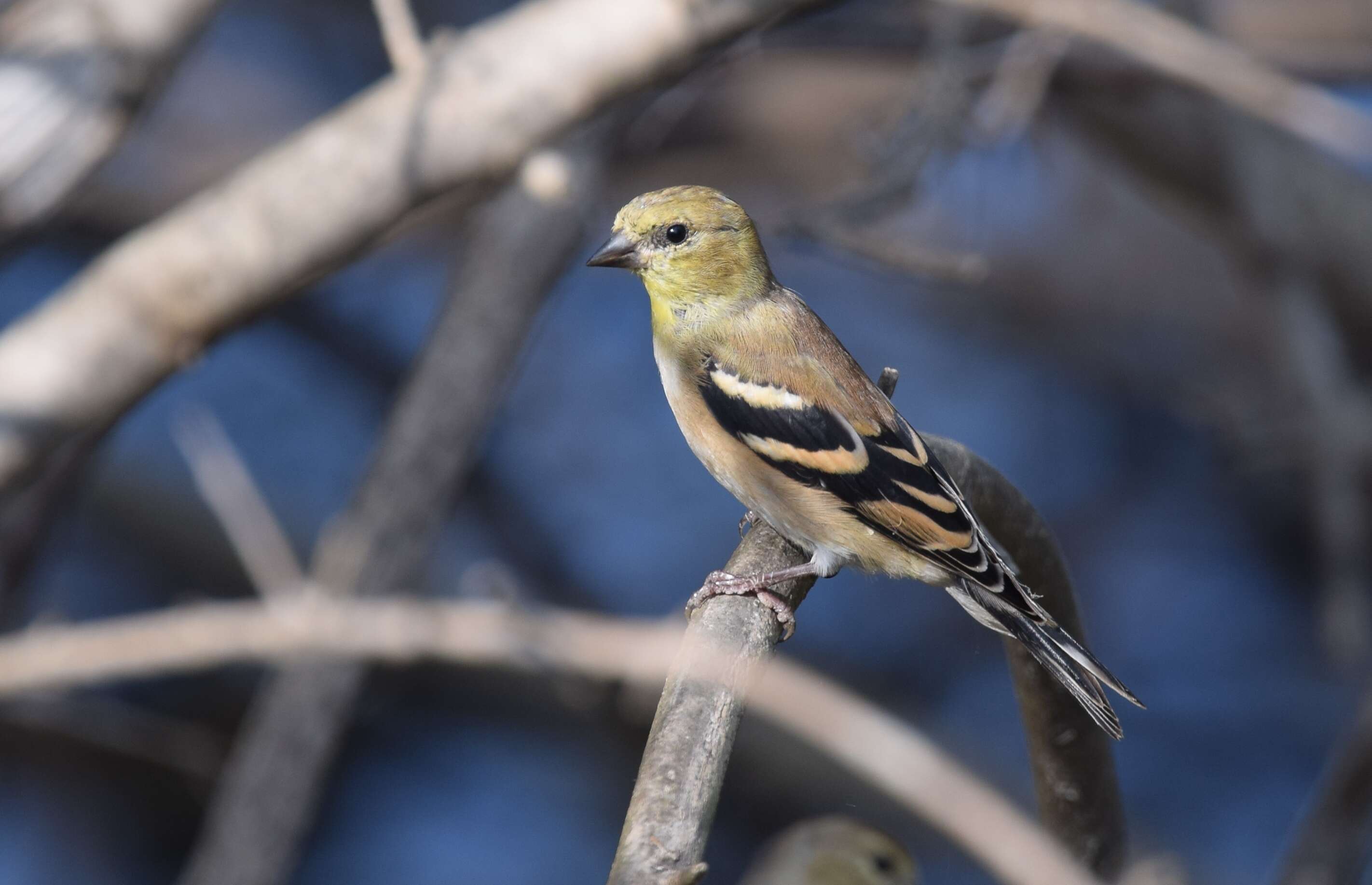 Image of American Goldfinch