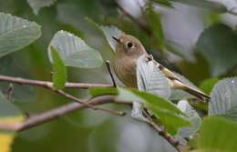 Image of goldcrests and kinglets